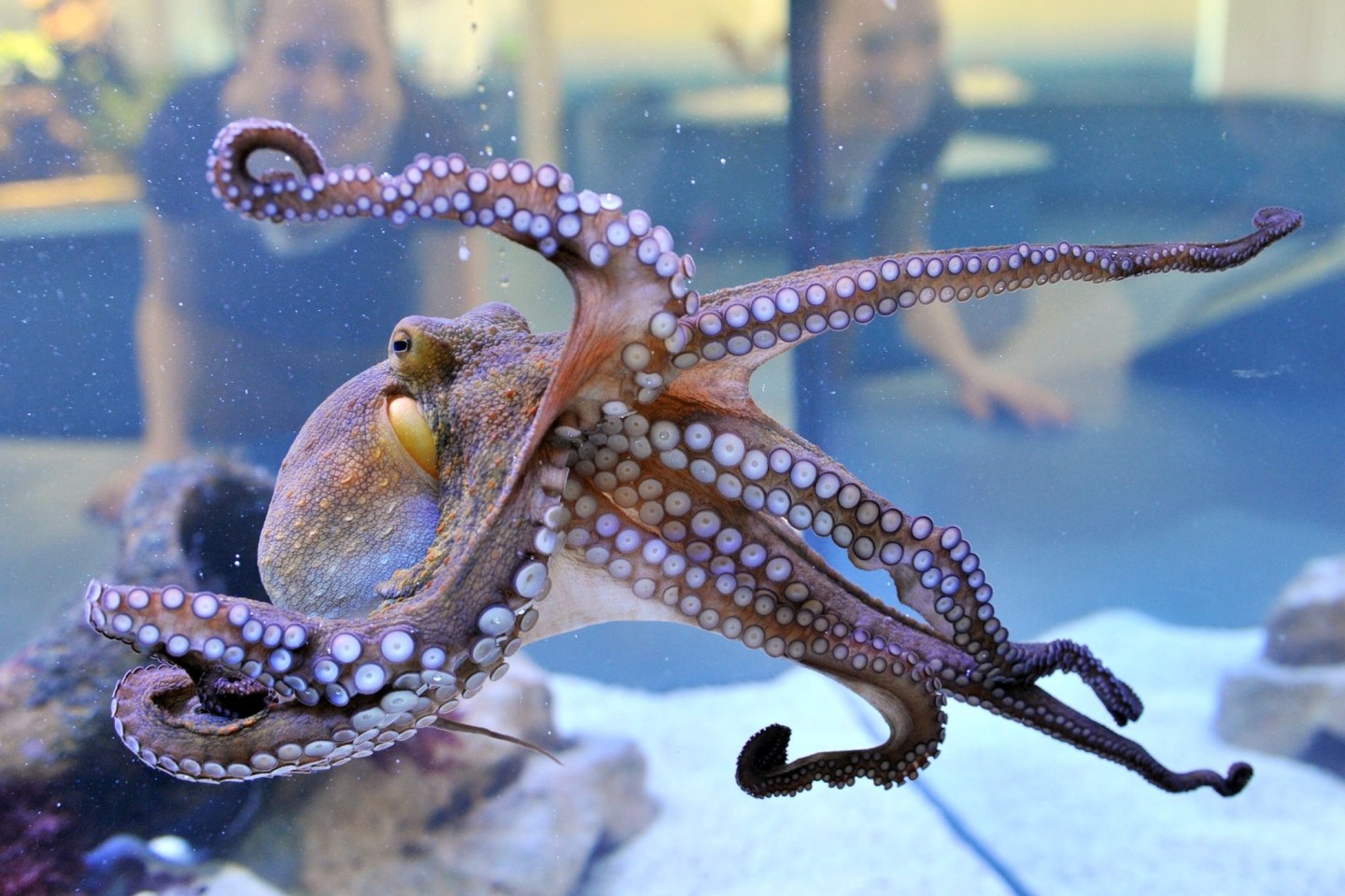 Im Staatlichen Museum für Naturkunde Karlsruhe (Baden-Württemberg) wird ein lebender gemeiner Krake (Octopus vulgaris) gezeigt.