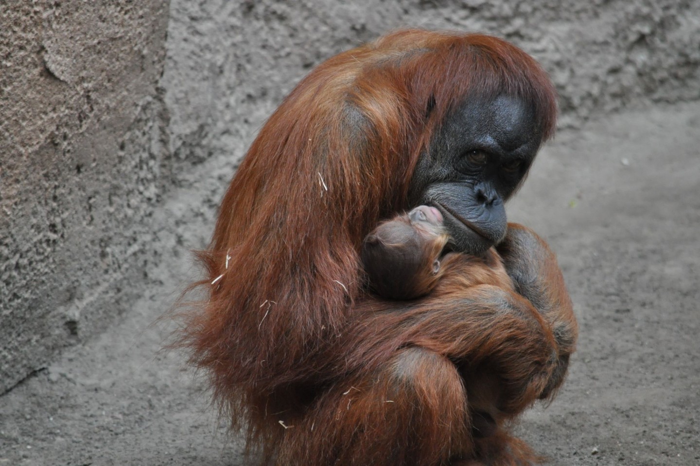 Orang-Utan-Mutter Raja hält im Leipziger Zoo ihr neugeborenes Kind in den Armen.