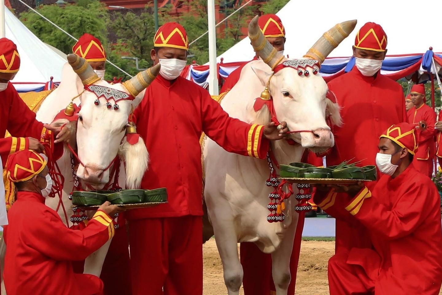 Thailändische Beamte in altertümlicher Kleidung präsentieren Ochsen während der königlichen Pflugzeremonie zwei Tabletts mit mit Lebensmitteln.