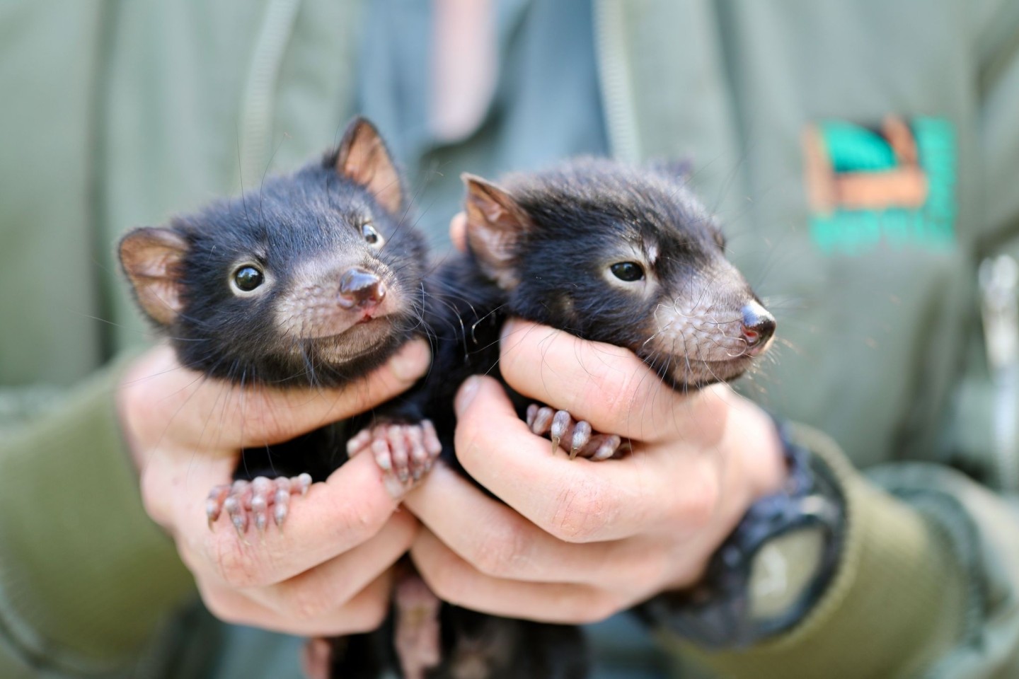 Die Zwillinge Pickles und Cheese begeistern Artenschützer in Australien.