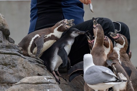 Pinguin-Nachwuchs über den Dächern Stralsunds