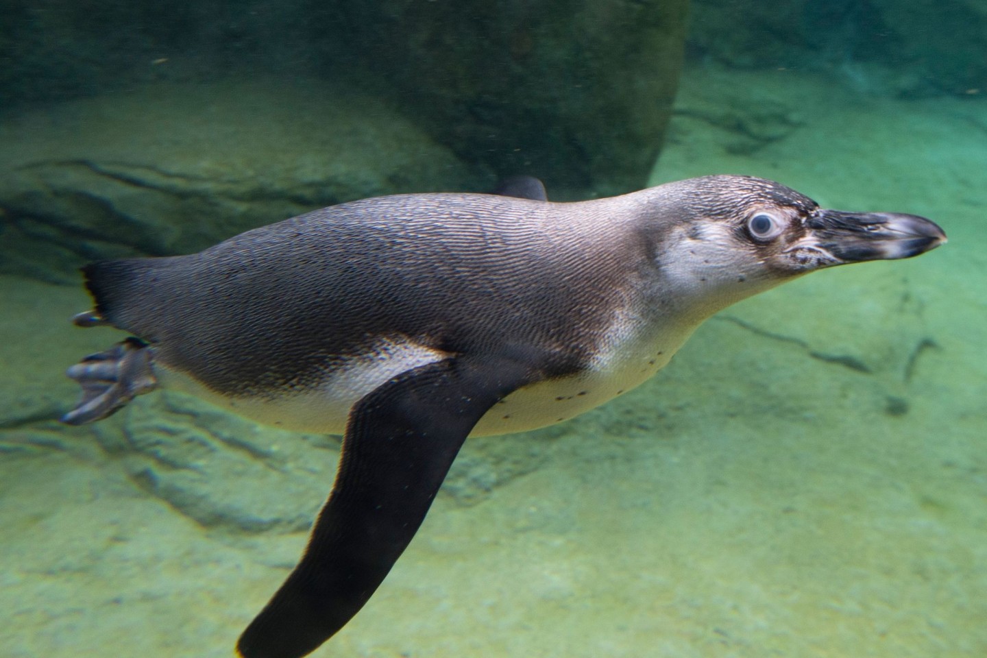 Ein Humboldt-Pinguin im Frankfurter Zoo (Symbolbild).