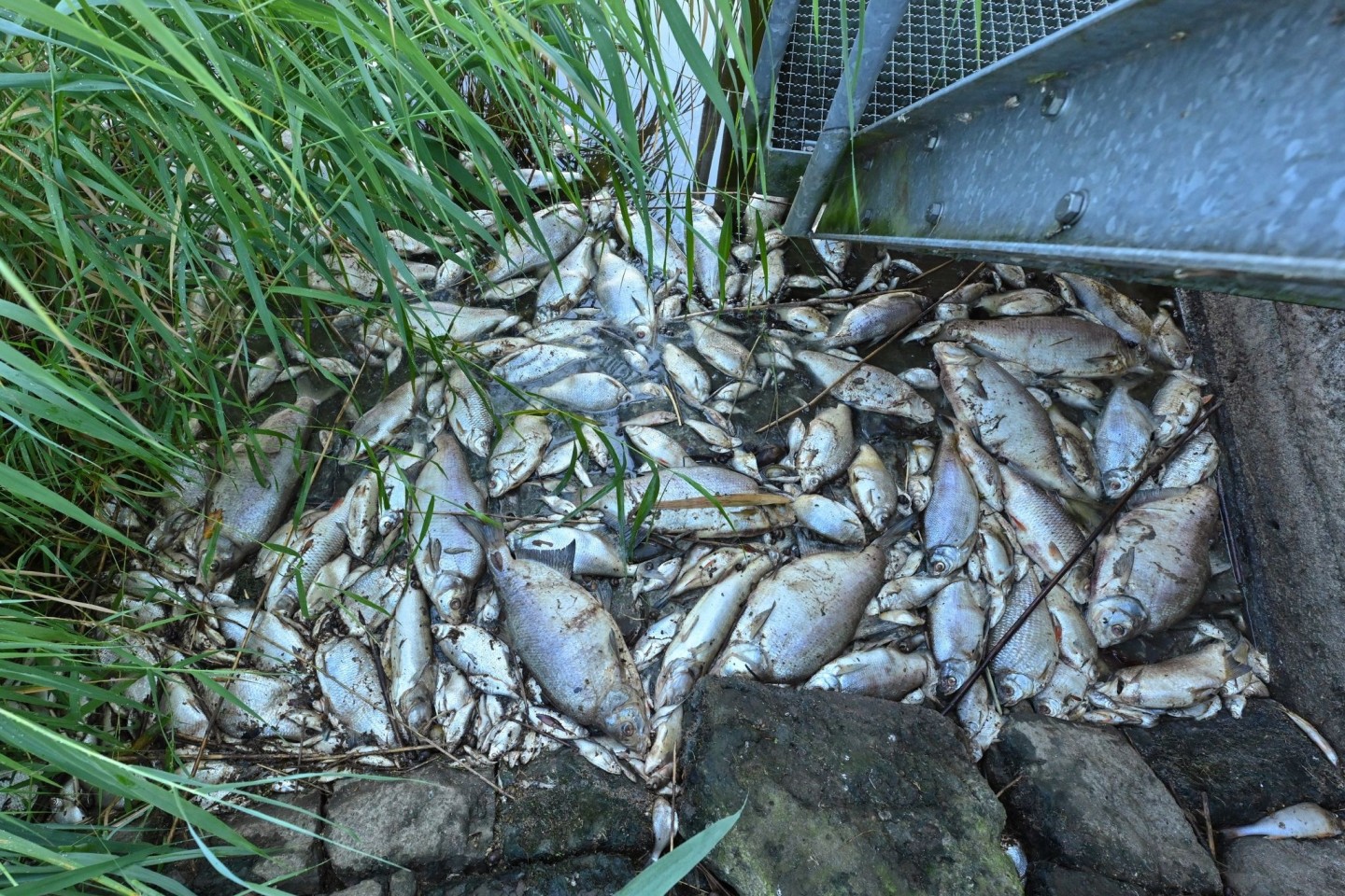 Tote Fische an einem Wehr im deutsch-polnischen Grenzfluss Westoder nahe der Abzweigung vom Hauptfluss Oder (Archivbild).