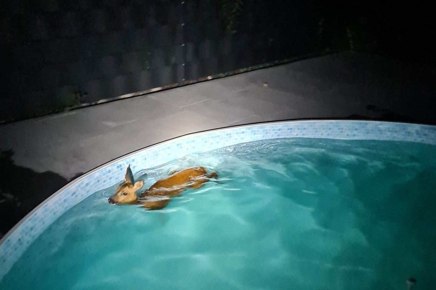 Ein Reh schwimmt in einem Gartenpool - und wird gerettet.