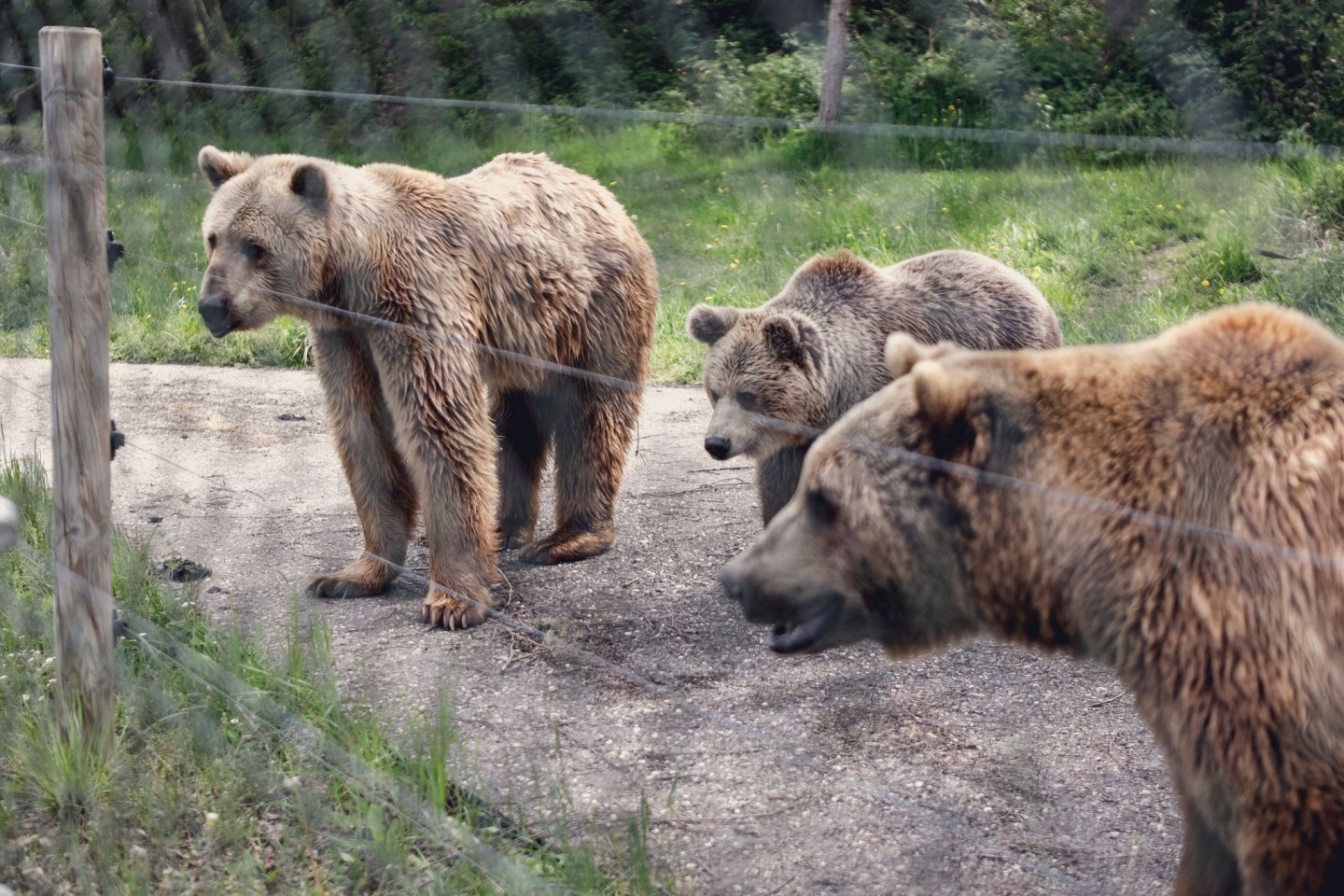 Bären im eingezäunten Gnadenhof in Bad Füssing.