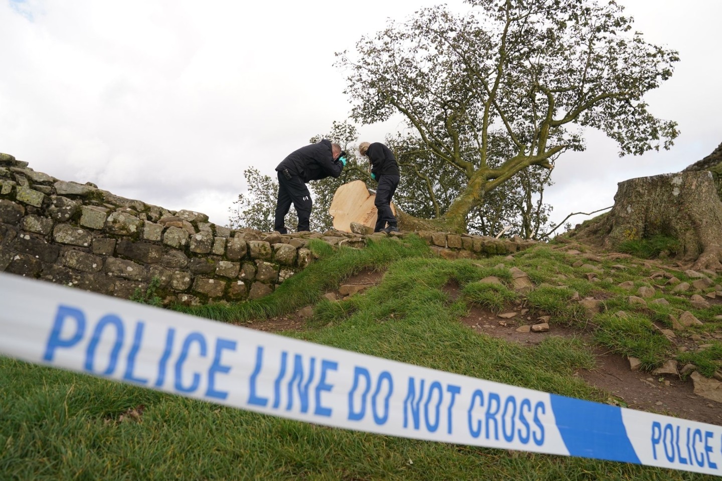 Forensische Ermittler der Polizei Northumbria untersuchen den illegal gefällten Berg-Ahorn-Baum («Sycamore Tree») am Hadrianswall.