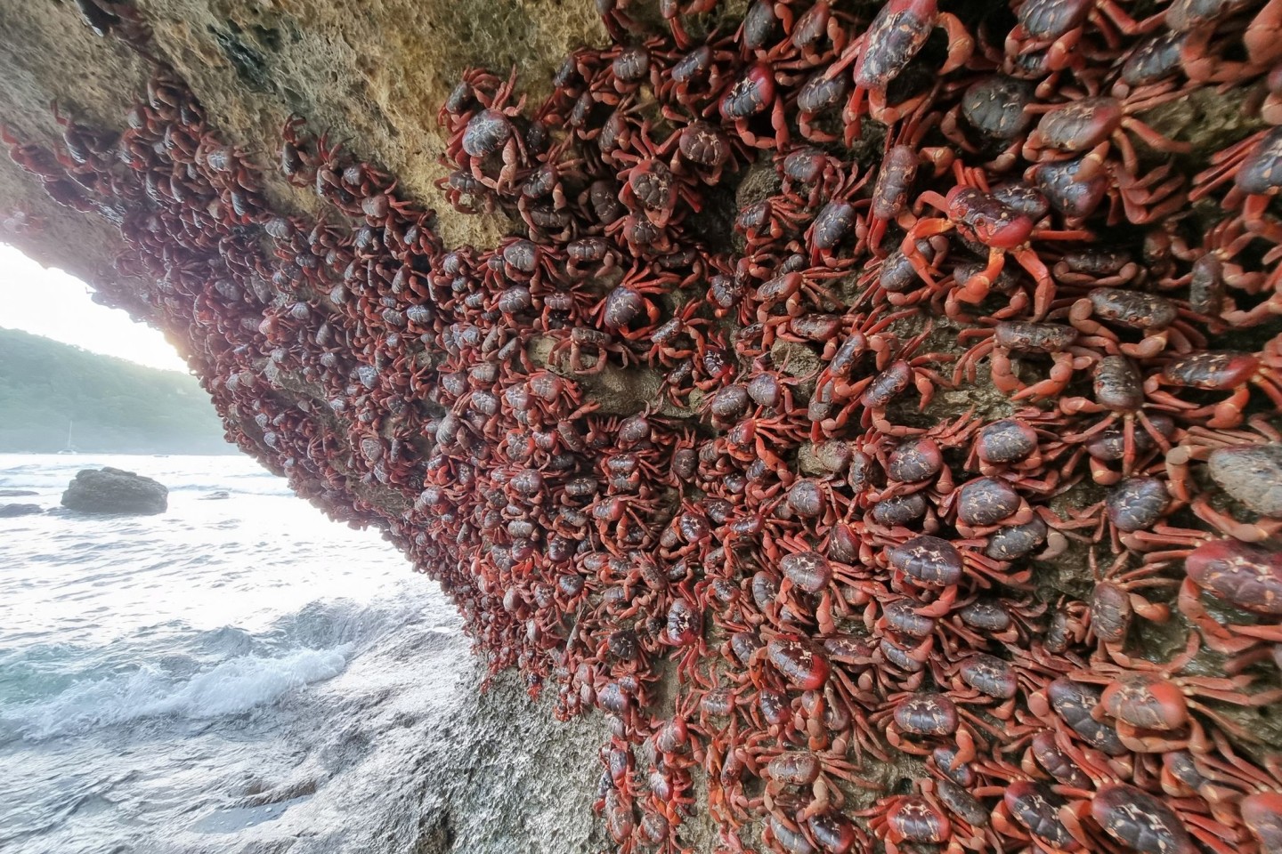 Unzählige Rote Landkrabben klammern sich an eine Felswand an einem Strand auf der Weihnachtsinsel.