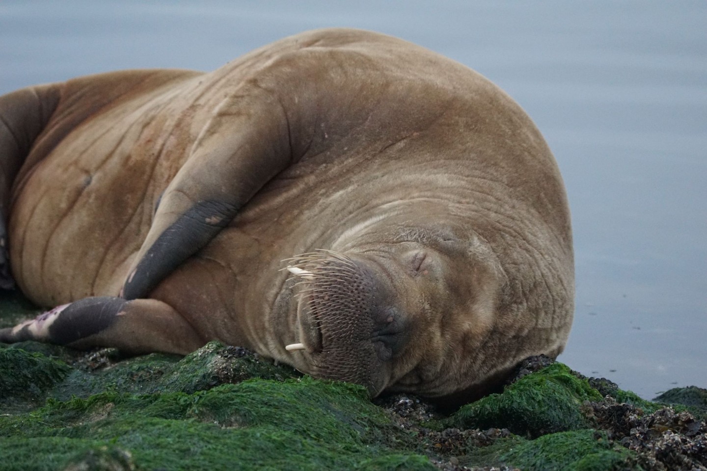Auf der Nordsee-Insel Baltrum liegt ein Walross. Das Tier wurde auf einer breiten Buhne - einer Küstenschutzanlage - an der Westspitze der Insel gesichtet.