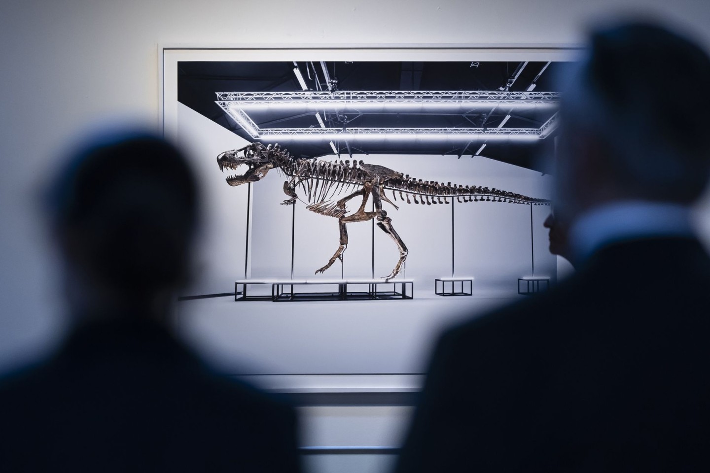 Besucher betrachten das Skelett eines Tyrannosaurus Rex während der Auktion des Auktionshauses Koller.