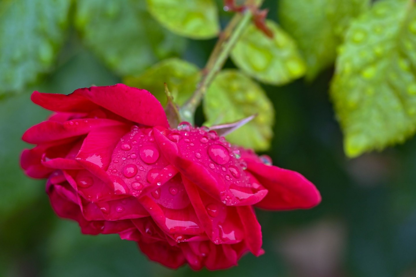 Regentropfen auf den Blütenblättern einer Rose in Brandenburg.