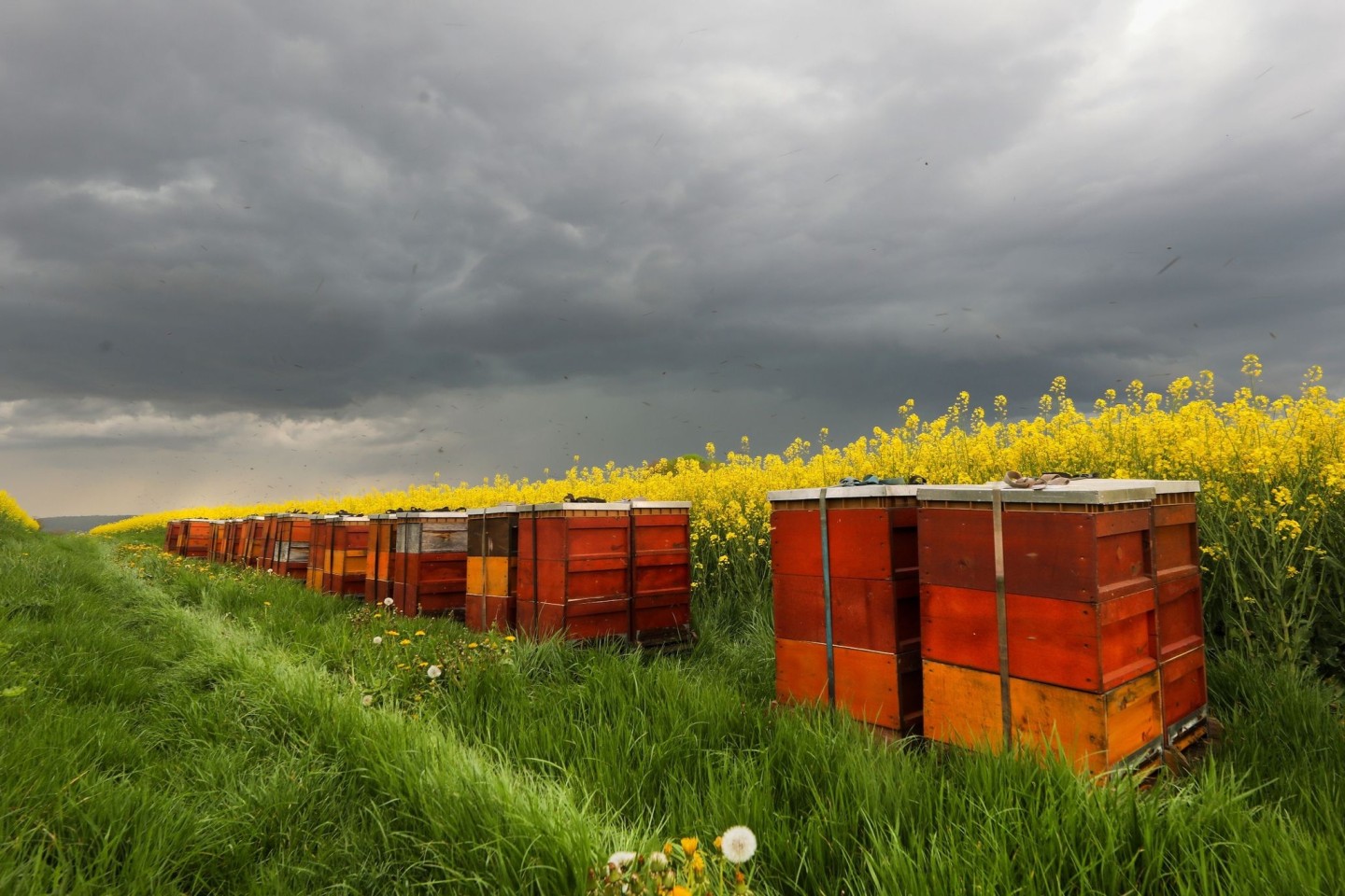 Dunkle Wolken kündigen vor einem blühenden Rapsfeld mit Bienenstöcken in Baden-Württemberg Regen und Gewitter an.