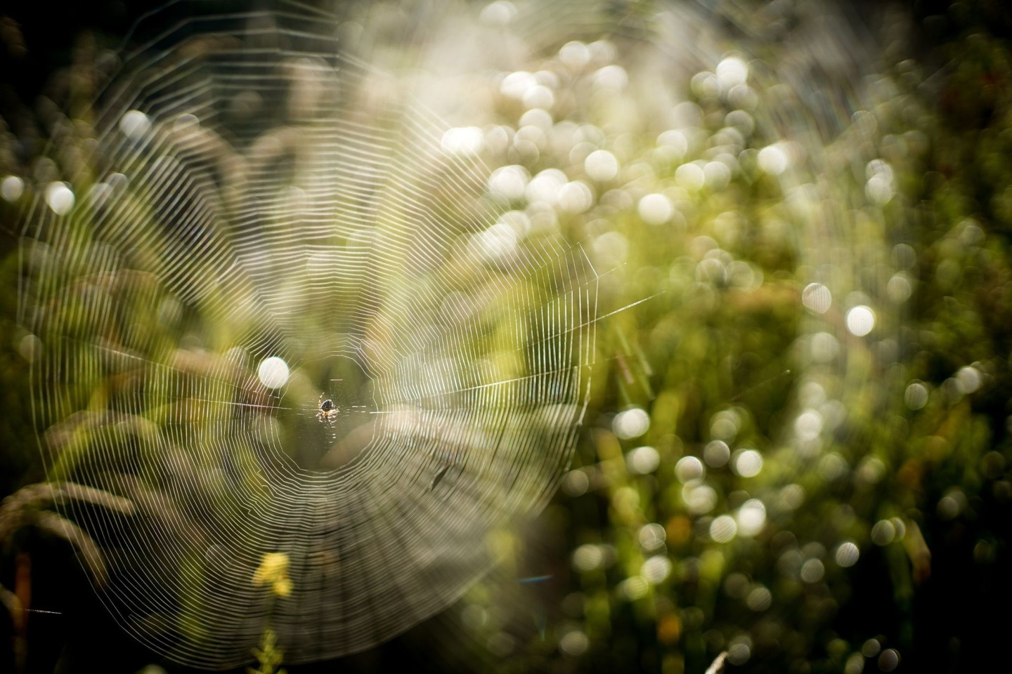 Eine Spinne sitzt am frühen Morgen im Sonnenschein in ihrem Netz.