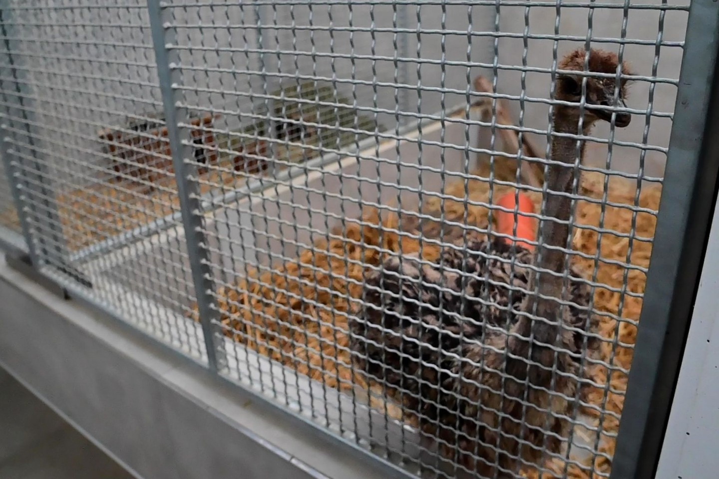 Der junger Straußenvogel ist mittlerweile in einem Käfig im Krefelder Tierheim.