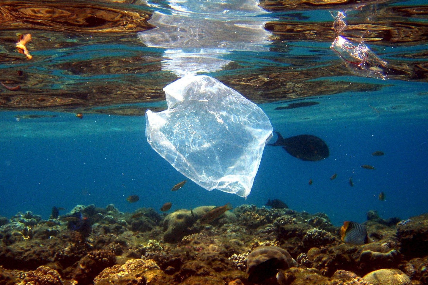 Plastikmüll ist ein großes Problem in den Meeren.