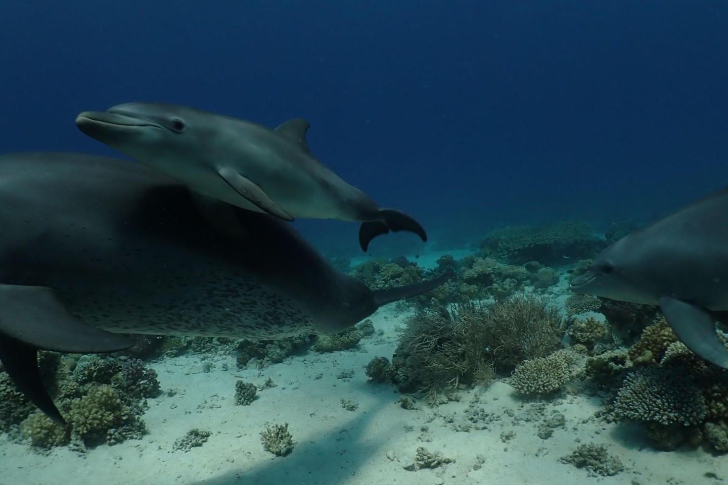 Forscher beobachteten Delfine im Roten Meer vor Ägypten dabei, wie sie sich an ausgewählten Korallen und Schwämmen rieben und dafür auch in einer Reihe anstellten.