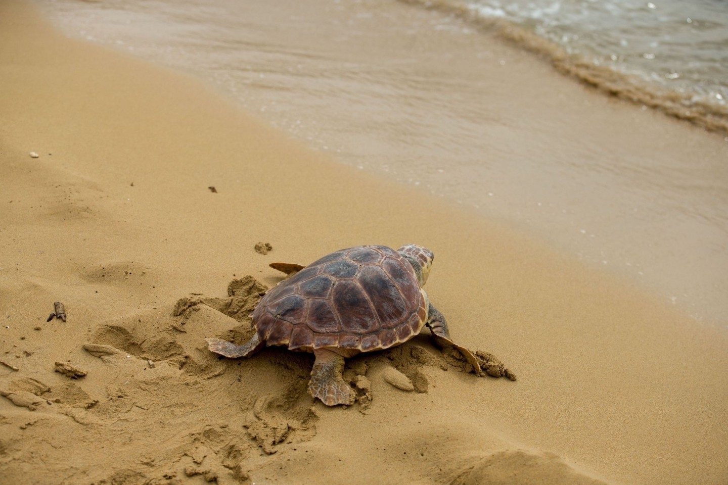 Plastikmüll in den Ozeanen wird auch für junge Meeresschildkröten zur Falle: Grund ist einer Studie zufolge das über Jahrhunderte erworbene Verhalten der Tiere.