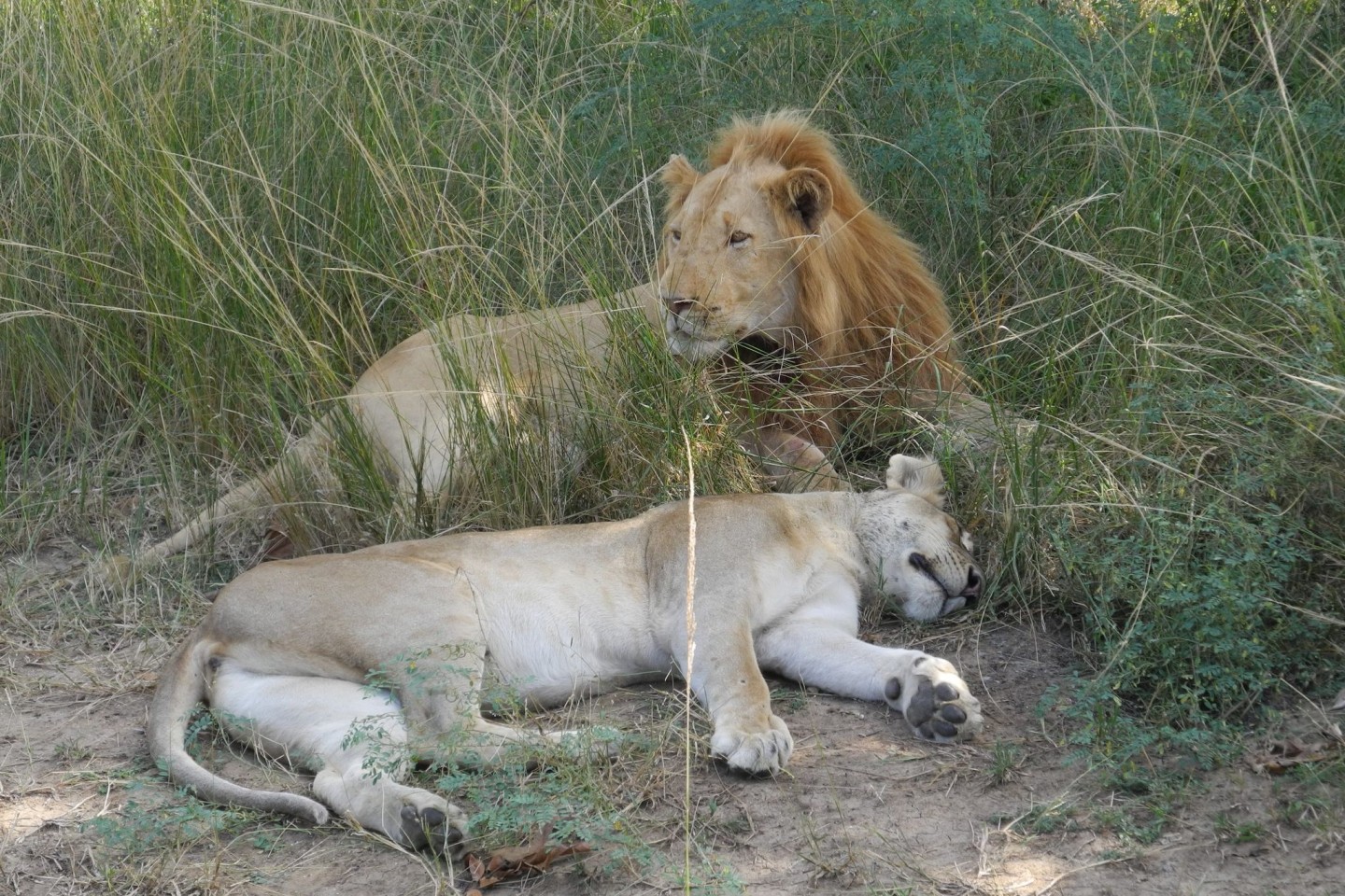 Zwei dösende Löwen im Gras: Mehr als jeder vierte männliche, ausgewachsene Löwe in Sambia hat einer Analyse zufolge Schrotkugeln im Schädel (27 Prozent).