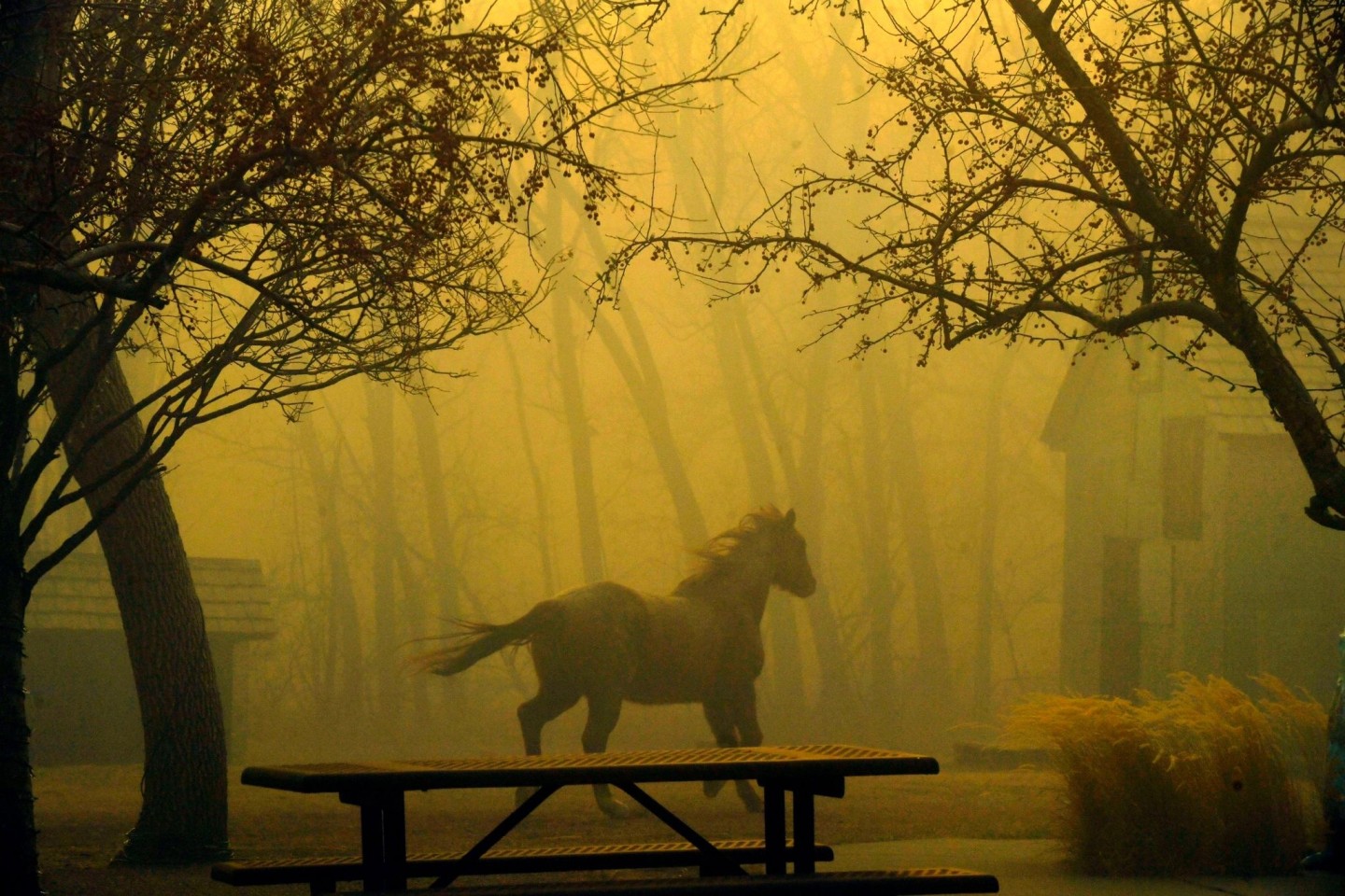 Ein Pferd rennt durch den Grasso Park in Superior.