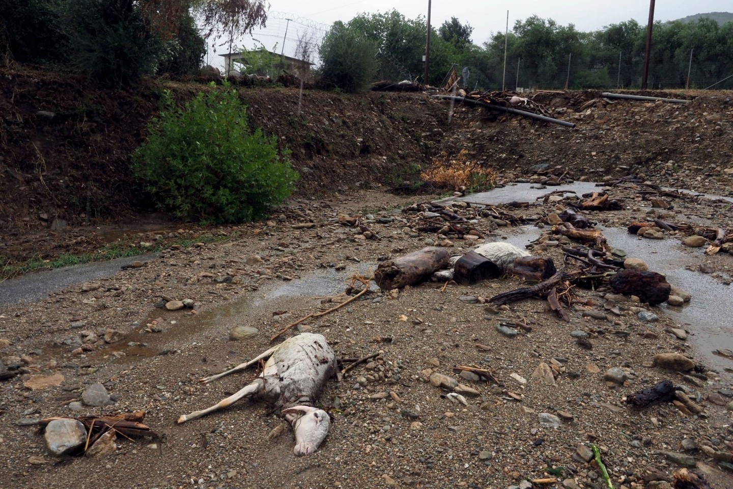 Tote Tiere liegen in Volos in Mittelgriechenland nach schweren Regenfällen im Schlamm.