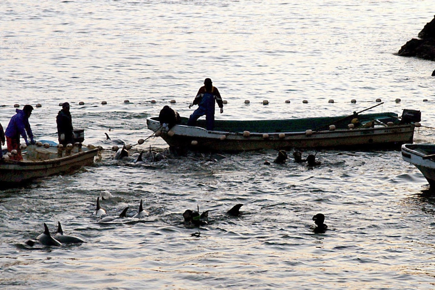 Delfine wurden bei einer Treibjagd in eine Lagune getrieben, aufgenommen in der Walfang-Stadt Taiji (Archivbild).