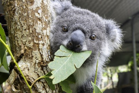 Tierschützer: Immer mehr Koalas Opfer von Verkehrsunfällen