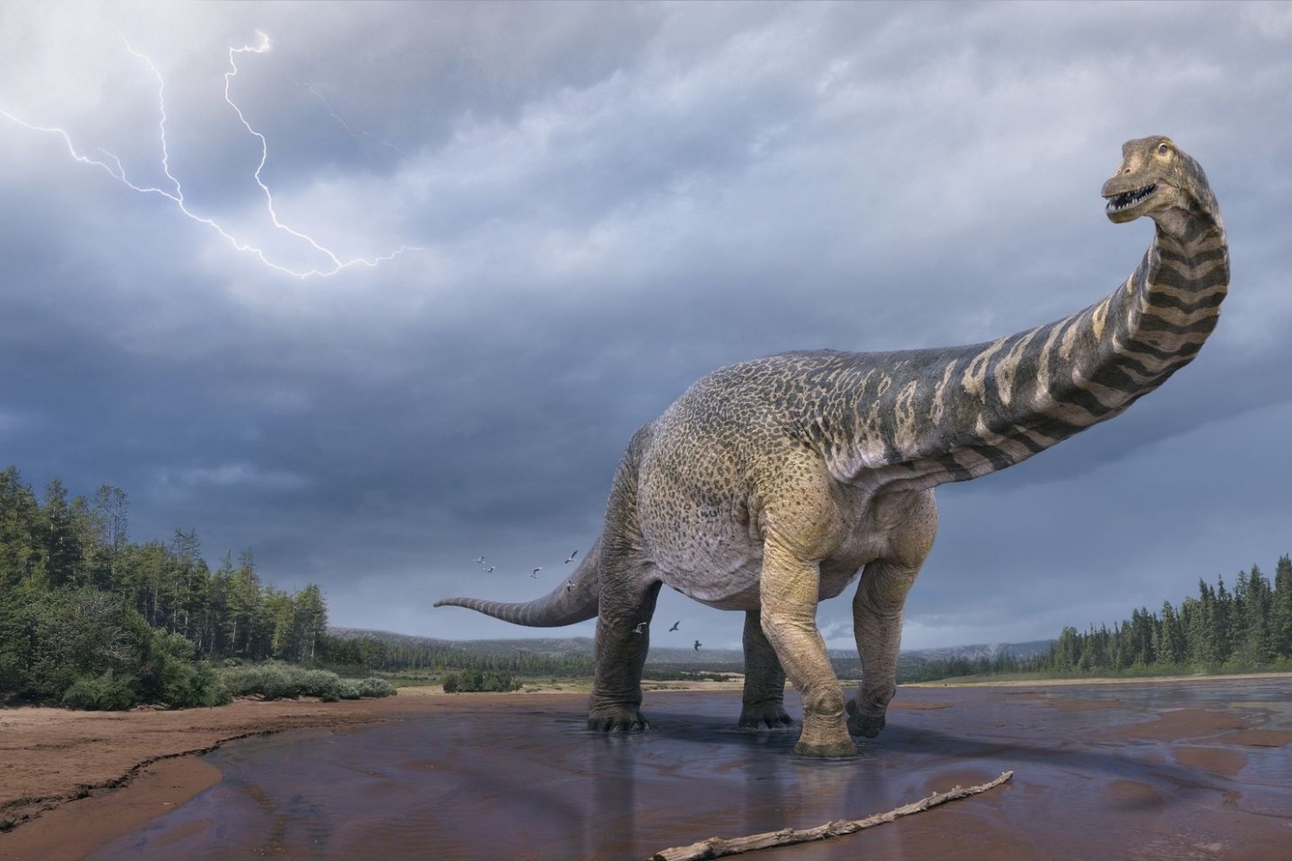 Eine künstlerische Darstellung zeigt den Dinosaurier Australotitan cooperensis, oder den Südtitan. Paläontologen haben bestätigt, dass Queensland einst die Heimat eines der größten Din...