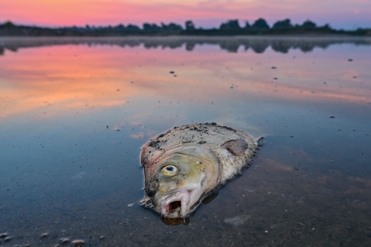 Im August verendeten mindestens 360 Tonnen Fische in der Oder.