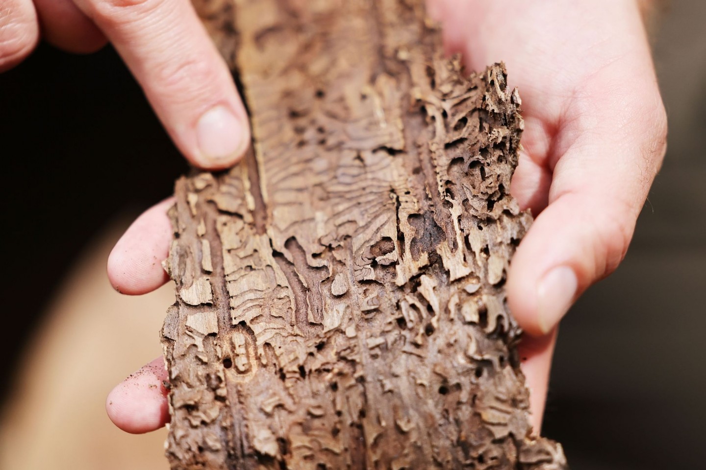 Ein Förster zeigt eine Baumrinde mit Spuren vom Borkenkäfer.