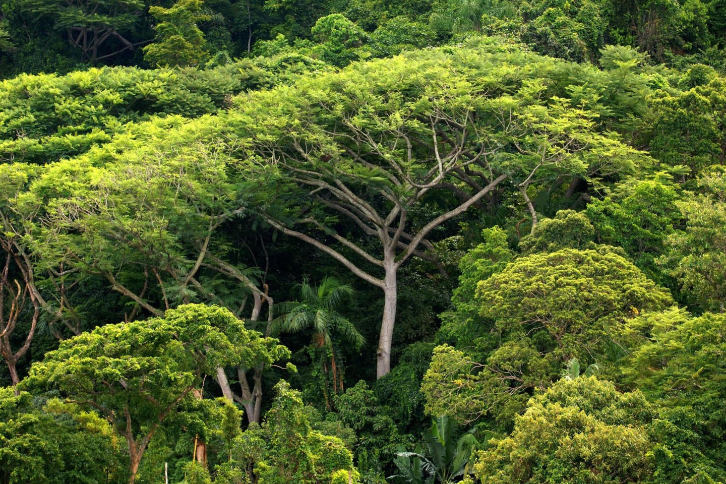 Dichter Atlantischer Regenwald auf der Insel do Cardoso vor Brasilien.