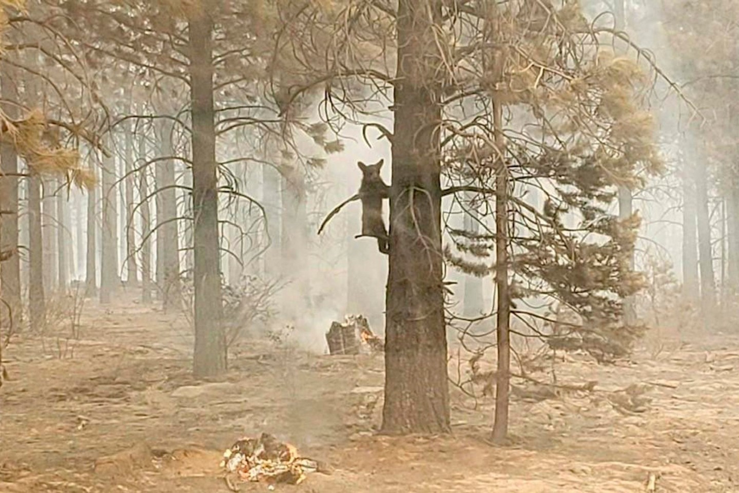 Ein Bärenjunges klammert sich während eines Waldbrands an einem Baum fest (Symbolbild).
