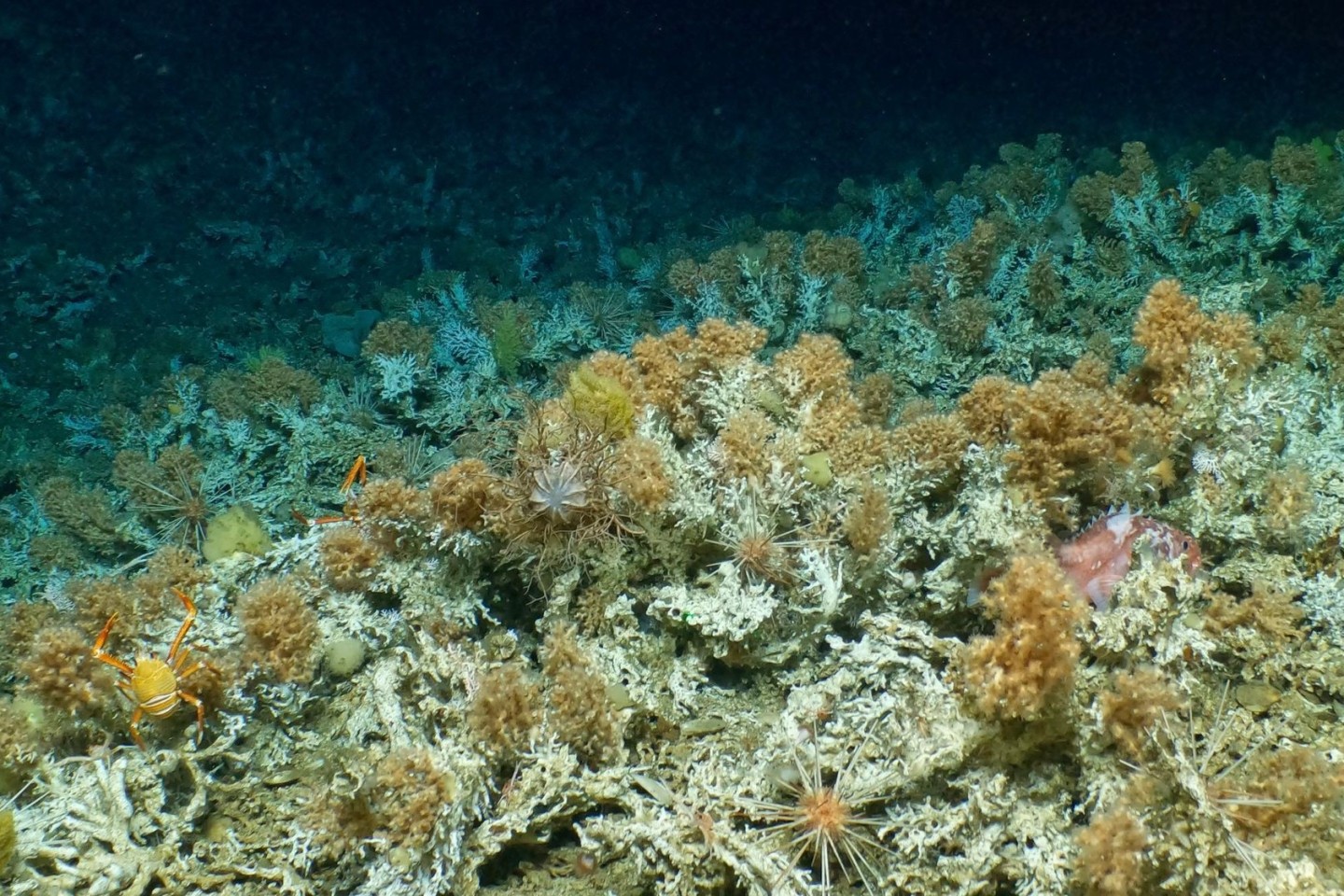 Das neu entdeckte, weitgehend unberührte Korallenriff vor Galápagos-Inseln.
