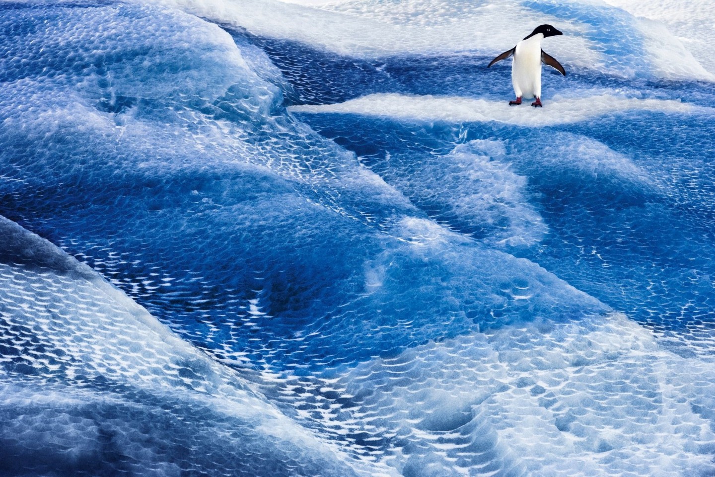 Ein Adeliepinguin steht auf einem blauen Eisberg im Rossmeer. Die Antarktis ist in Gefahr, und mit ihr die gesamte Erde. Denn die Lebensräume des Planeten sind miteinander verbunden.