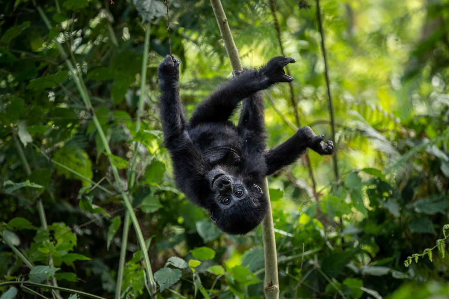 Ein einjähriges Berggorillababy hängt kopfüber an einem Ast im Regenwald des Bwindi Impenetrable Nationalparks im Südwesten von Uganda.