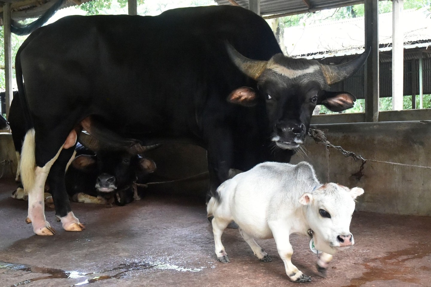 Die Mini-Kuh Rani ist vor rund einem Monat gestorben.