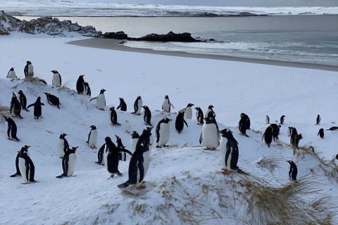 Vogelgrippe erreicht erstmals das antarktische Festland