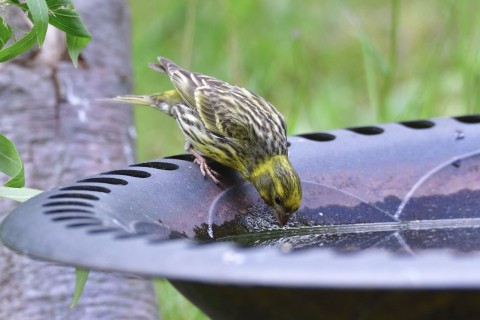 Wassertränken – Erste Hilfe für Vögel und Insekten