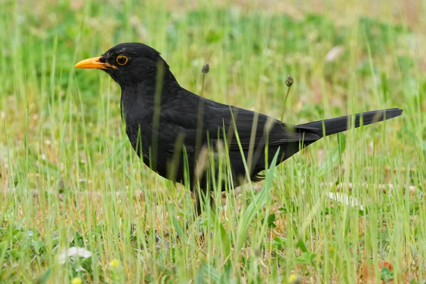 Der Naturschutzbund und der bayerische Landesbund für Vogelschutz rufen dazu auf, Vögel im Garten zu zählen - auch die Amsel kann beobachtet werden.