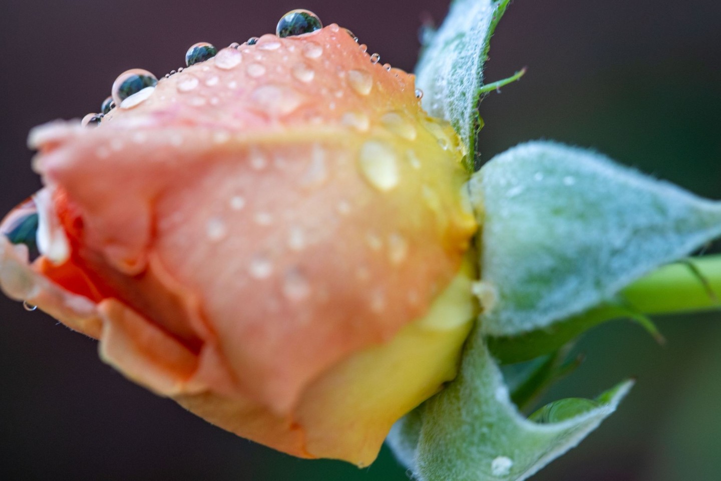 Regentropfen sammeln sich auf einer Rosenblüte. Am Wochenende beruhigt sich das Wetter.