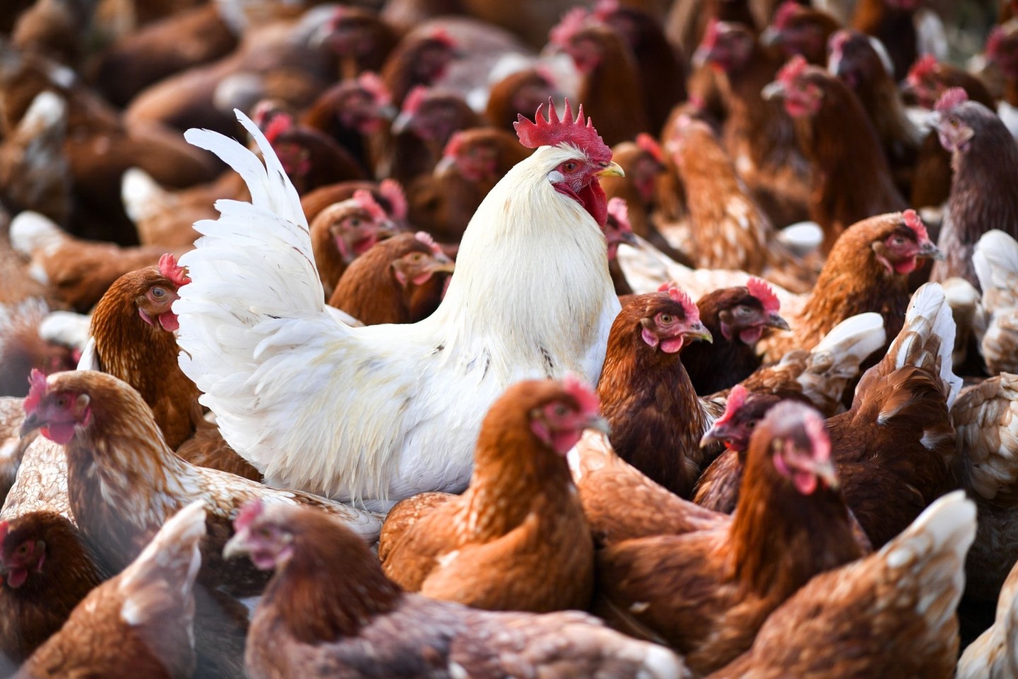 Ein mögliches Überspringen des Vogelgrippe-Virus auf den Menschen bereitet Experten Sorgen.
