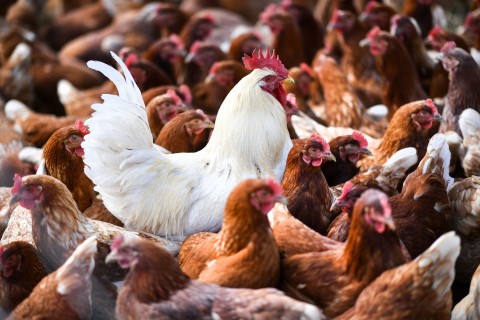 WHO: Vogelgrippe-Risiko für Menschen wächst