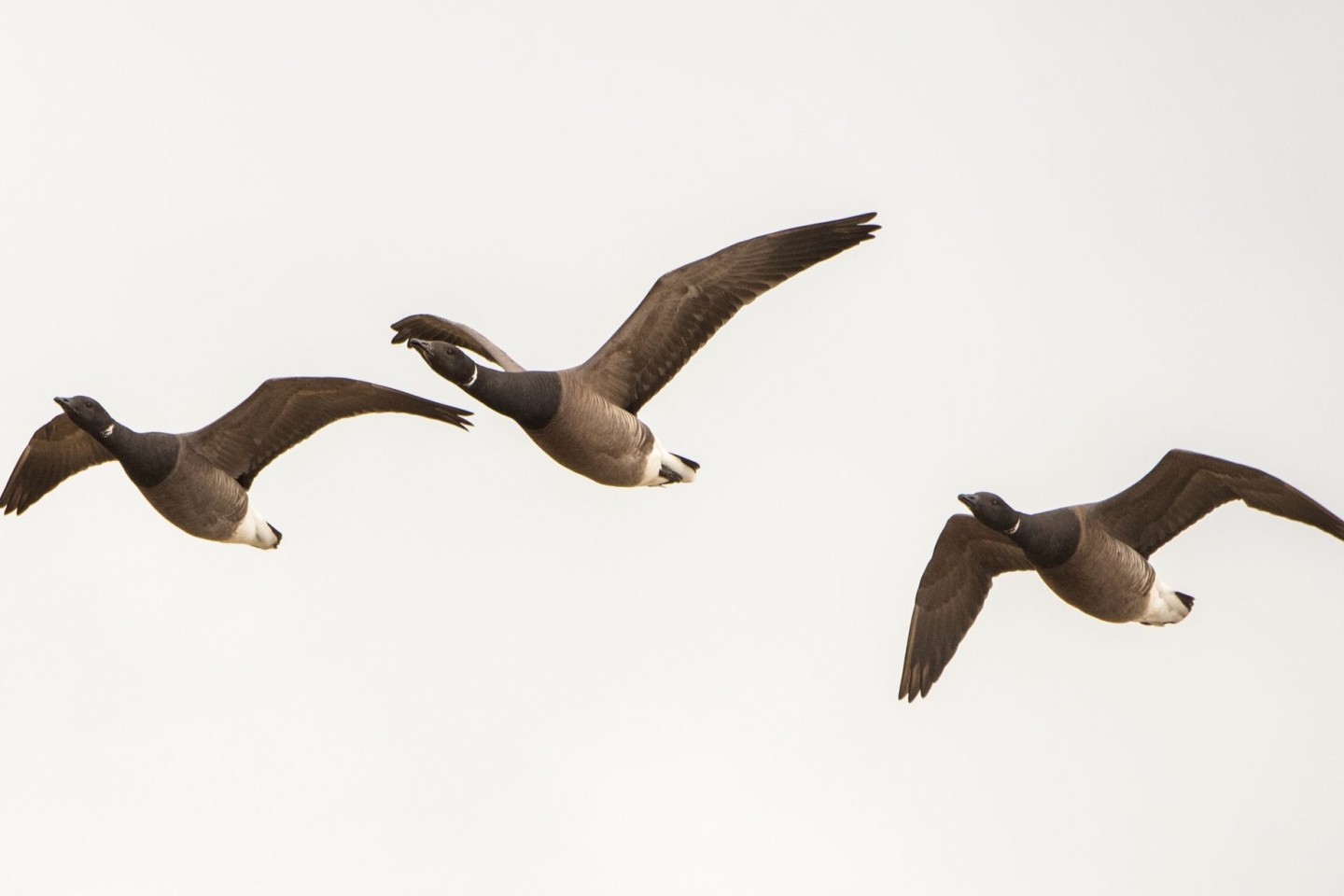 Ringelgänse fliegen über die Hallig Hooge. Nicht alle Zugvögel weichen Offshore-Windanlagen aus (Symbolfoto).