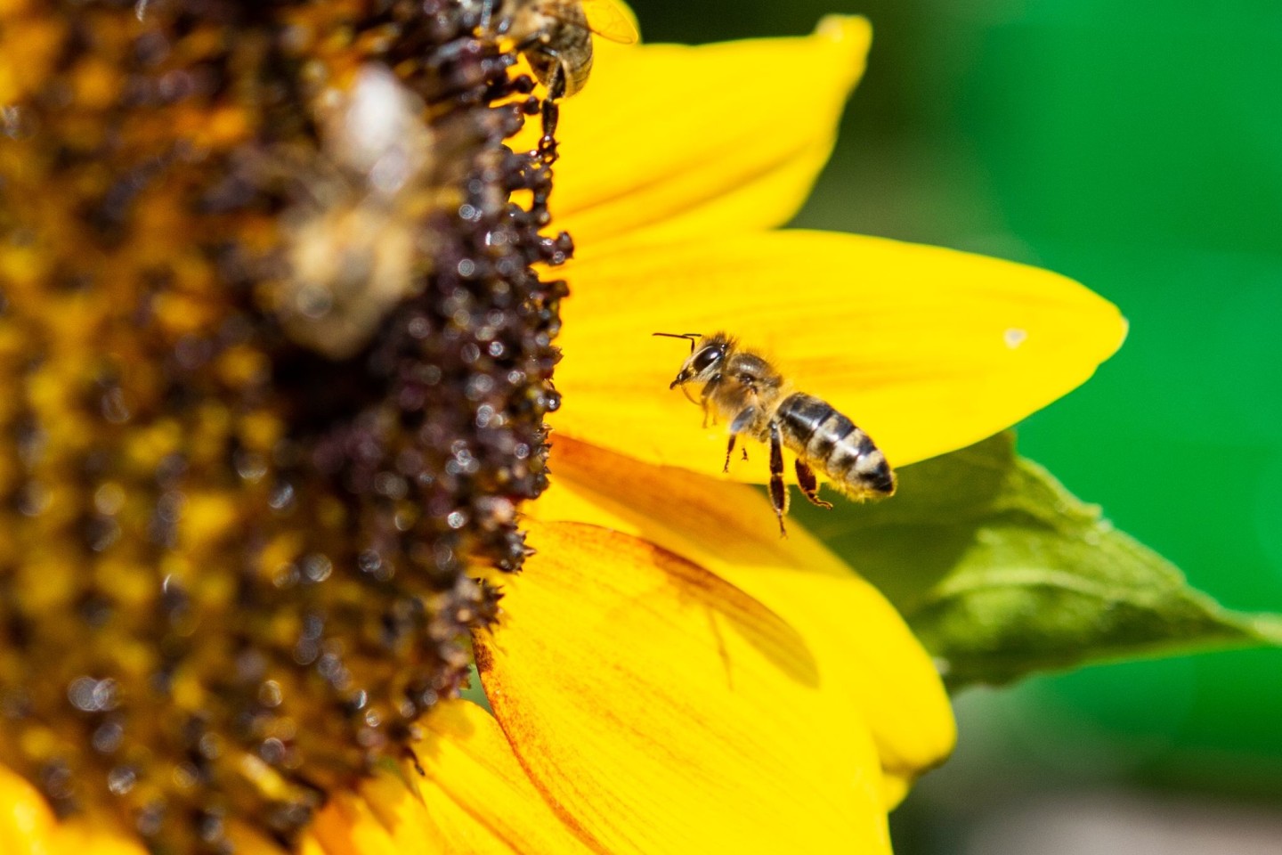 «Bienen zählen zu den wichtigsten Nutztieren», sagt Amtstierarzt Björn Wilcken.