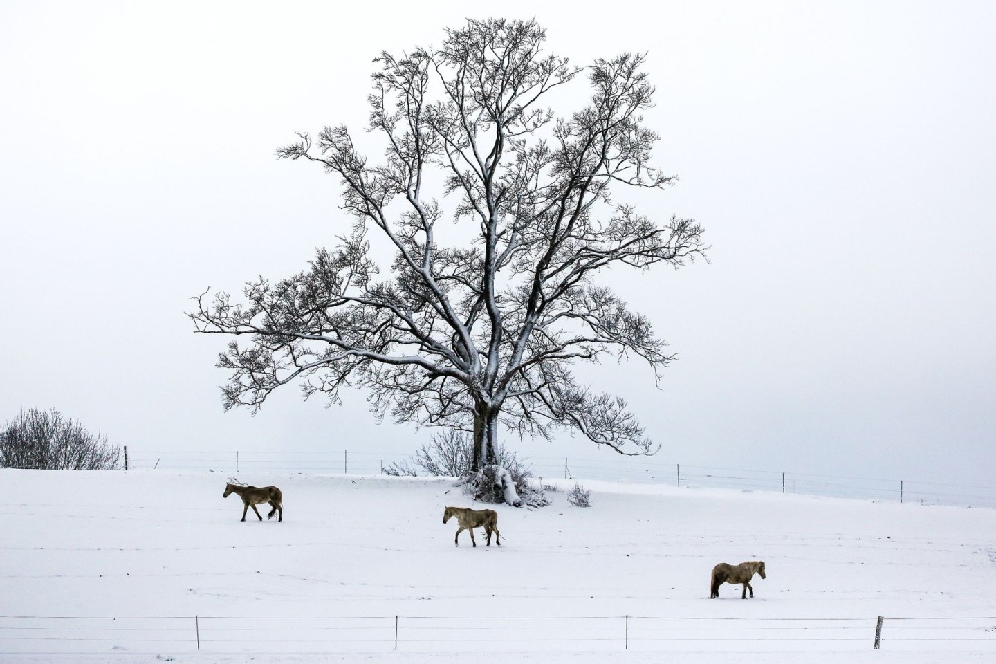 «Schnee im April ist immer mal wieder möglich»: Pferde auf einer mit der weißen Pracht bedeckten Koppel in Hohenstein.