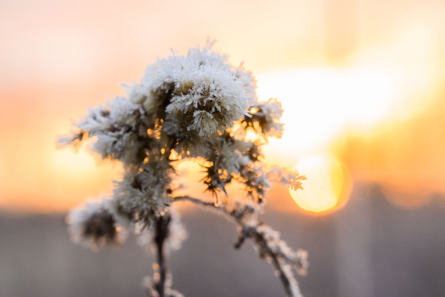 Die aufgehende Sonne scheint auf von Eiskristallen überzogenen Pflanzen in der Region Hannover.