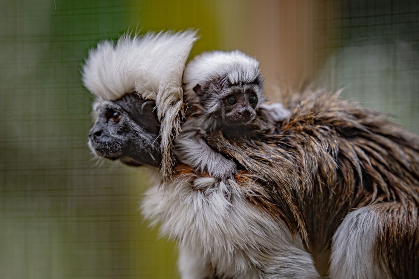 Das kleine Affenbaby auf dem Rücken seiner Mutter im Zoo in Cheshire.