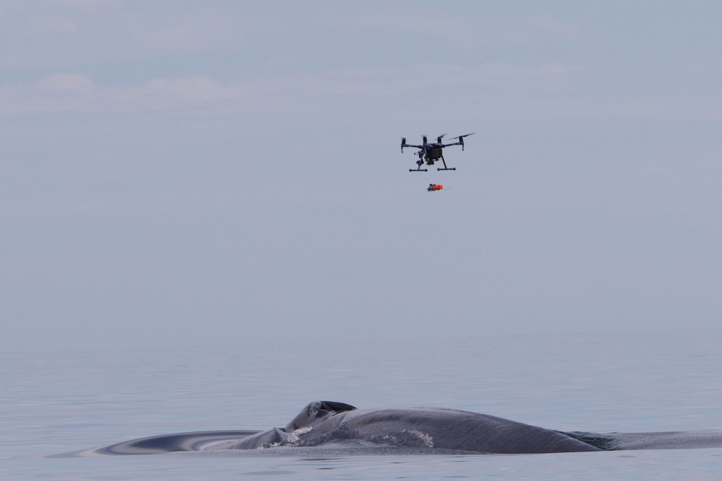 Ein Sender mit Saugknöpfen wird mit einer Drohne auf einen Wal gesetzt.