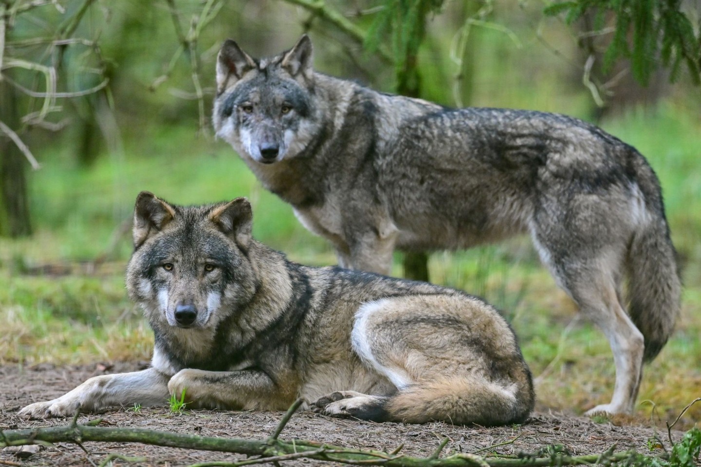 Zwei Wölfe im Gehege im Wildpark Schorfheide (Symbolbild). Für öffentliche Diskussionen über die streng gegen Abschuss geschützten Raubtiere sorgen immer wieder Attacken auf Nutztiere.