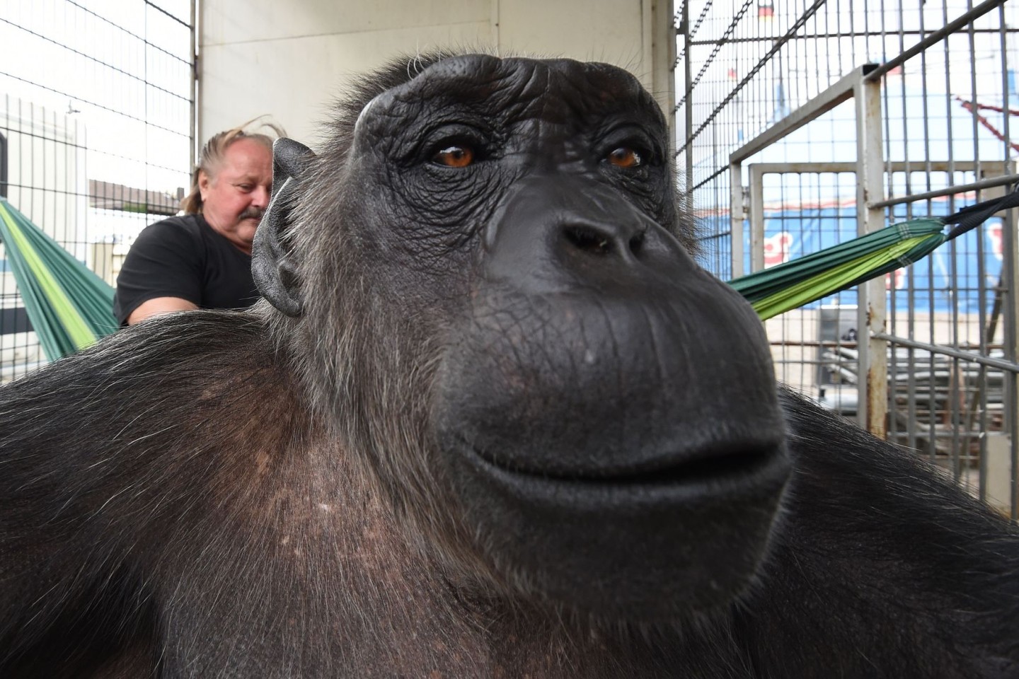 Klaus Köhler, Direktor des Zirkus «Belly», liegt in einer Hängematte, während Schimpanse Robby in die Kamera schaut. Der bekannte Schimpanse ist am 11. November nach Angaben des Zirkus...