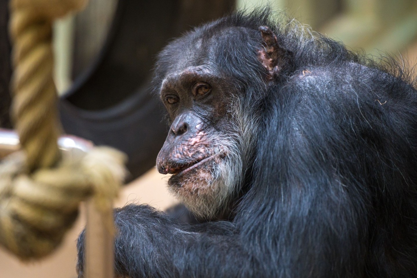 Schimpanse Jonny an seinem 60. Geburtstag im Affenhaus des Saarbrücker Zoos.