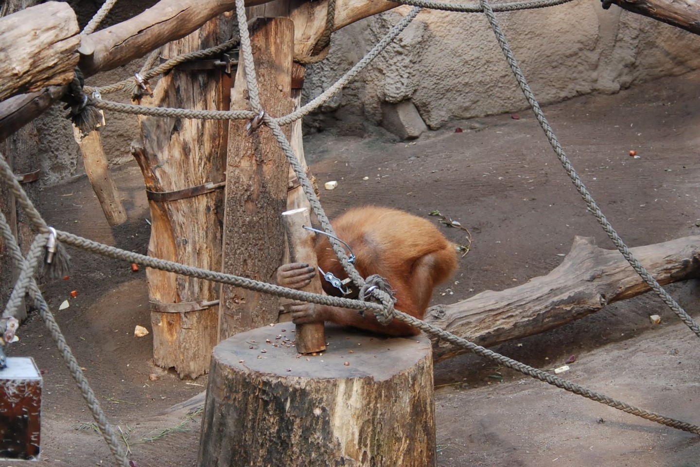 Das Orang-Utan-Weibchen Padana im Leipziger Zoo nutzt auch noch einige Zeit nach Ende der Studie Holzhämmer, um Nüsse zu knacken.